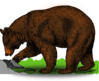 Detailed Brown Bear Art Clip Art